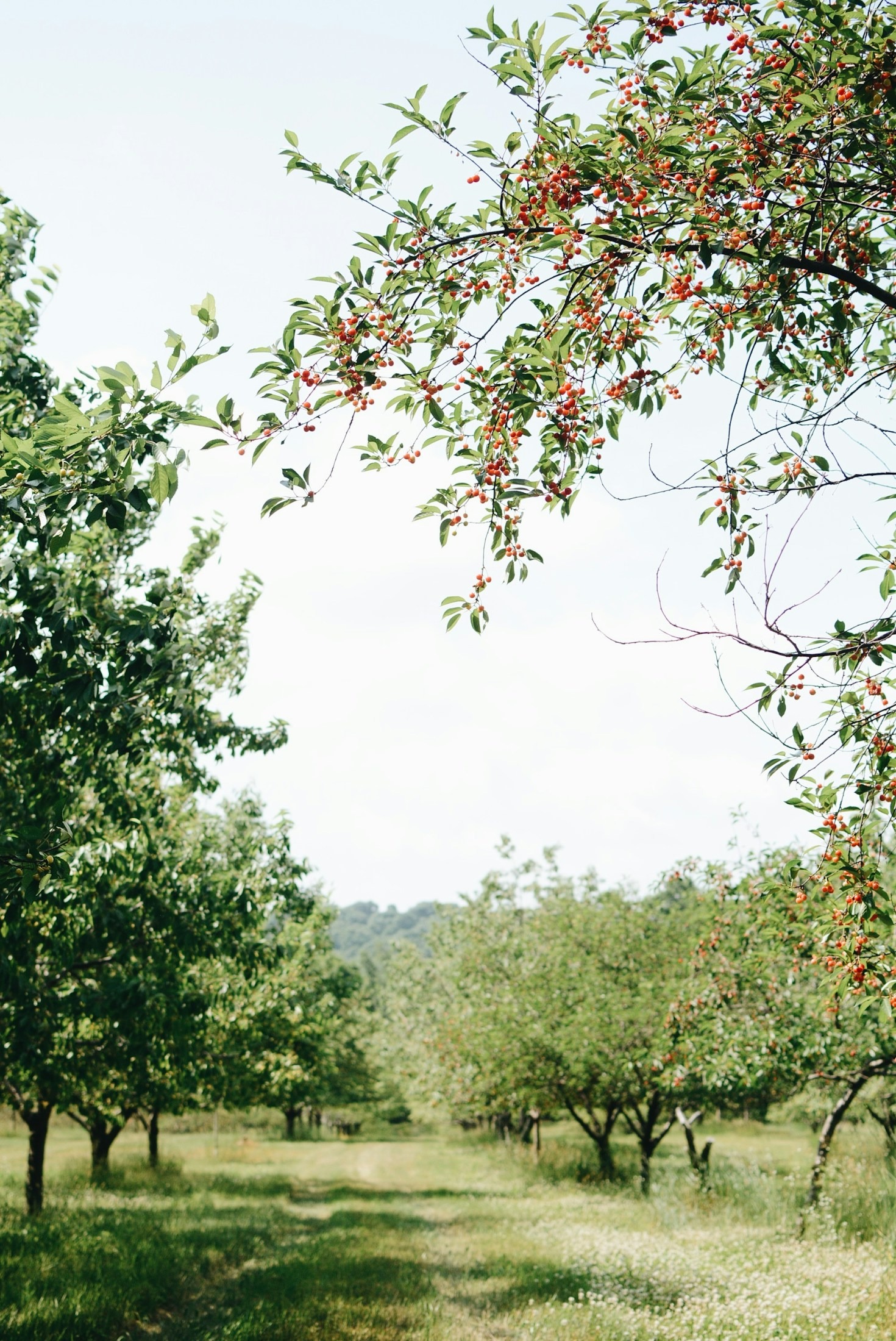 How Edible Planet Cultivates Community Through Orchards